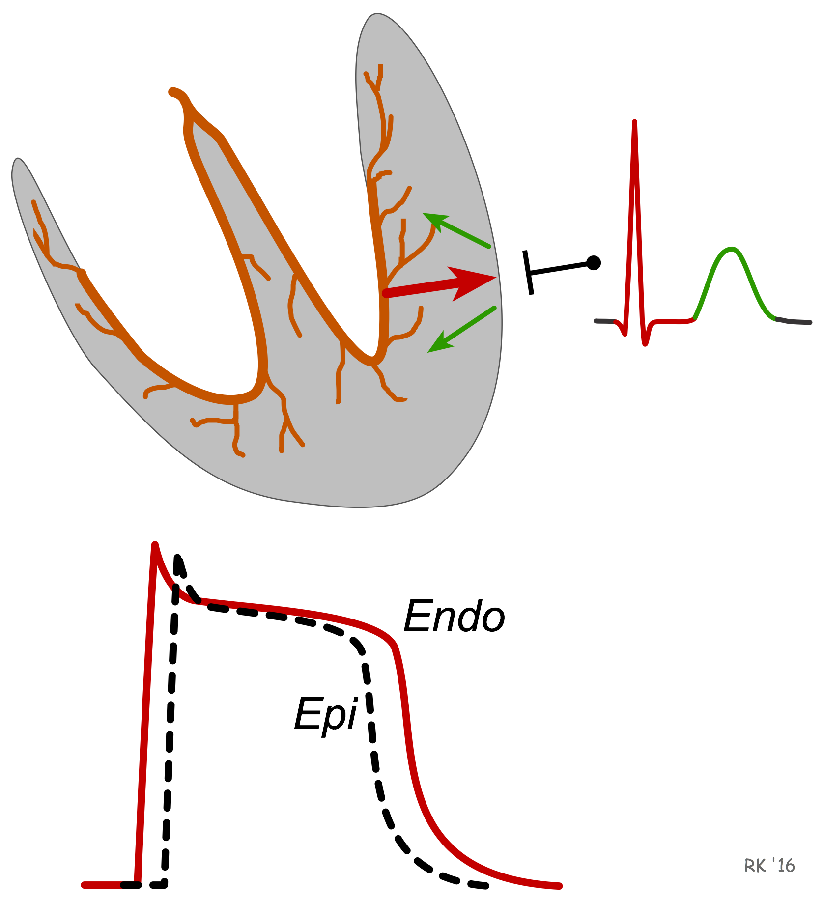 ECG T wave formation